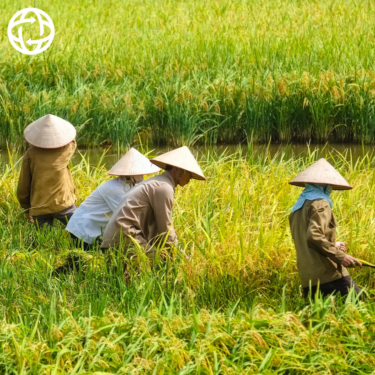 Lokale Vietnamese producten voor export